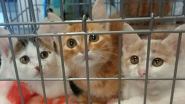 親子で挑戦、目指せ野良猫0匹みんな家猫｜マンスリーサポーター募集！ のトップ画像