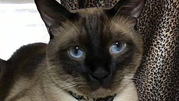 すみねこサポーター 保護猫ちゃんと外猫ちゃんに愛の手を のトップ画像