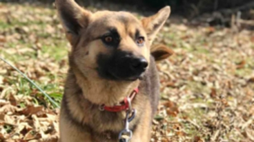 栃木しっぽの会サポーター大募集！殺処分から犬たちの命を守るために のトップ画像