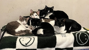 保護猫活動とカフェ存続の為にマンスリーサポーターになってください。 のトップ画像