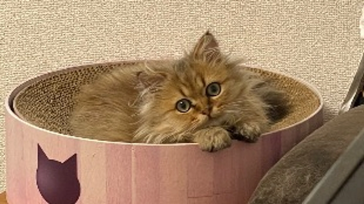 食欲の秋！むぎ！