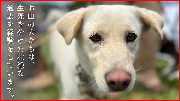 KDP｜危険な状態が続くウッドデッキを修繕しお山の犬に安全な環境を 2枚目