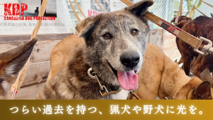 KDP｜危険な状態が続くウッドデッキを修繕しお山の犬に安全な環境を 5枚目