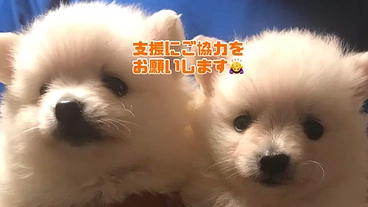 保護犬・保護猫への支援をお願いします｜北海道 のトップ画像