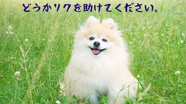 【至急】愛犬リクの気管虚脱の手術費用をご支援ください。 のトップ画像