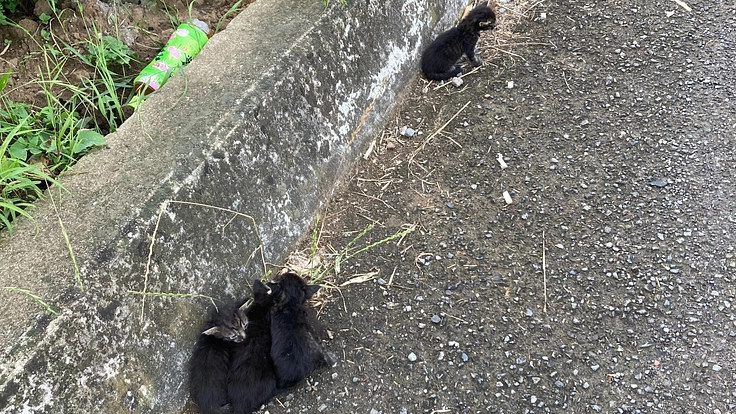 これ以上可愛そうな野良猫を増やさないための不妊手術TNR