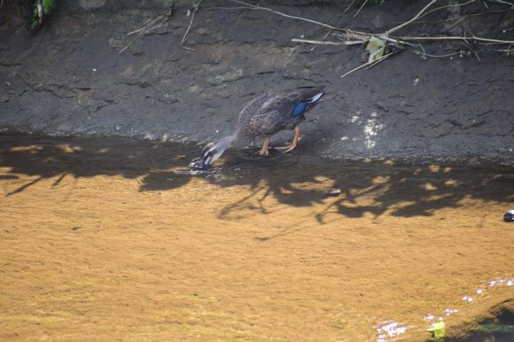 【リリース情報】親とはぐれたカルガモのヒナ、無事川へ！