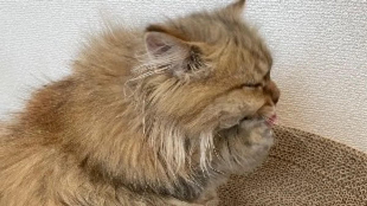 クラウドファンディング達成いたしました