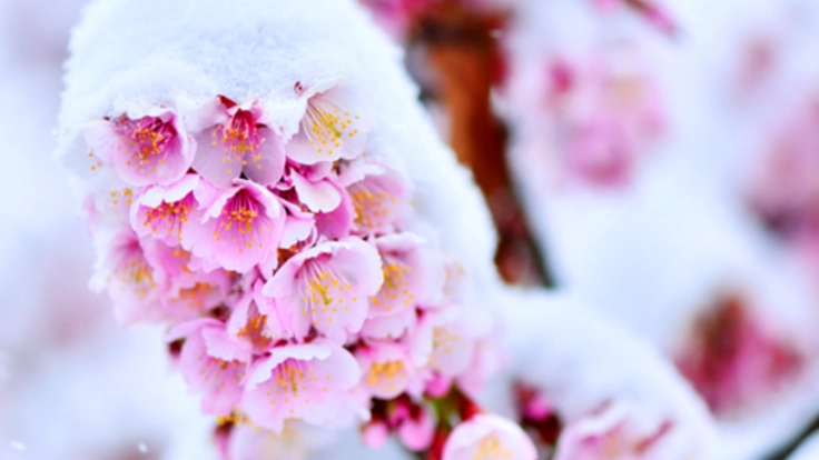 雪で桜を咲かせます！新潟・上越に期間限定の「桜茶屋」オープン