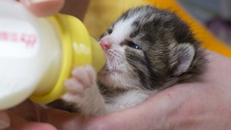 シェルター譲渡施設として保護ねこコミュニティカフェを作りたい