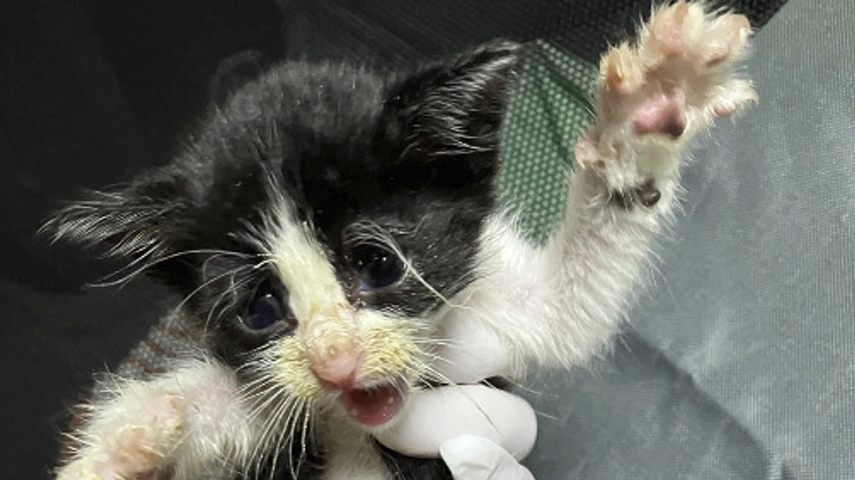 10月中旬までに保護した猫たち