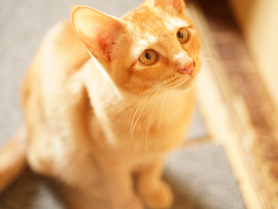 ちゃび君(子猫)