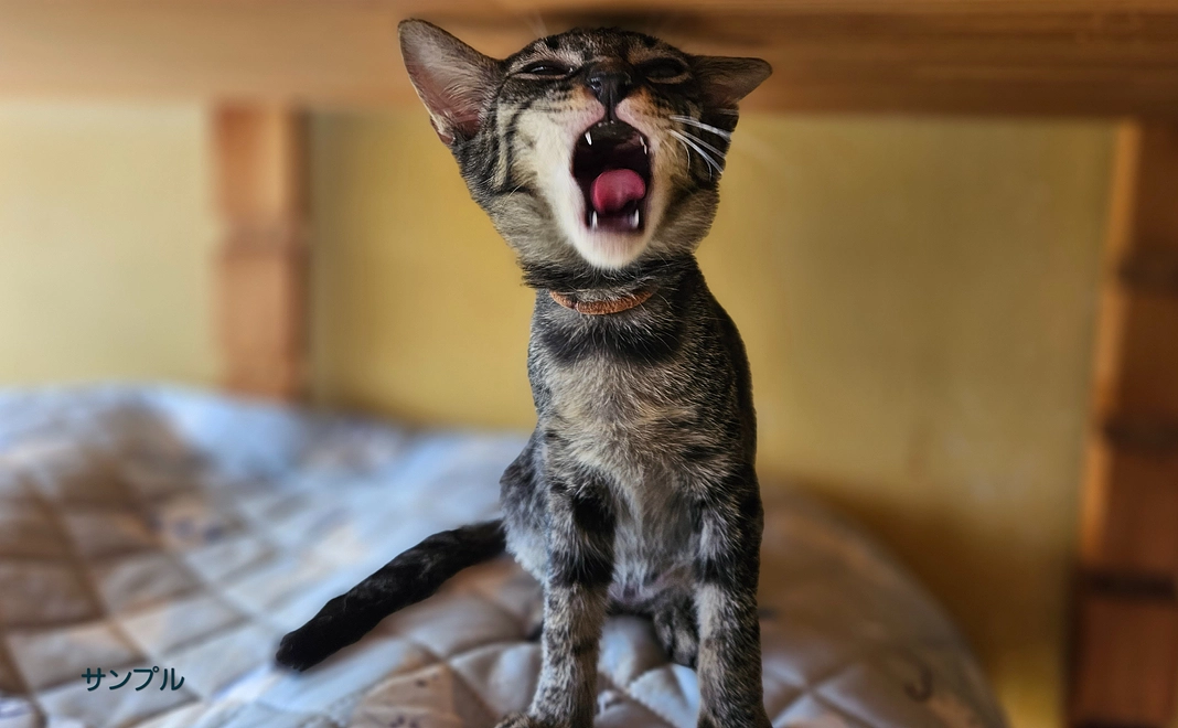 ①お礼のポストカード(うちの猫)