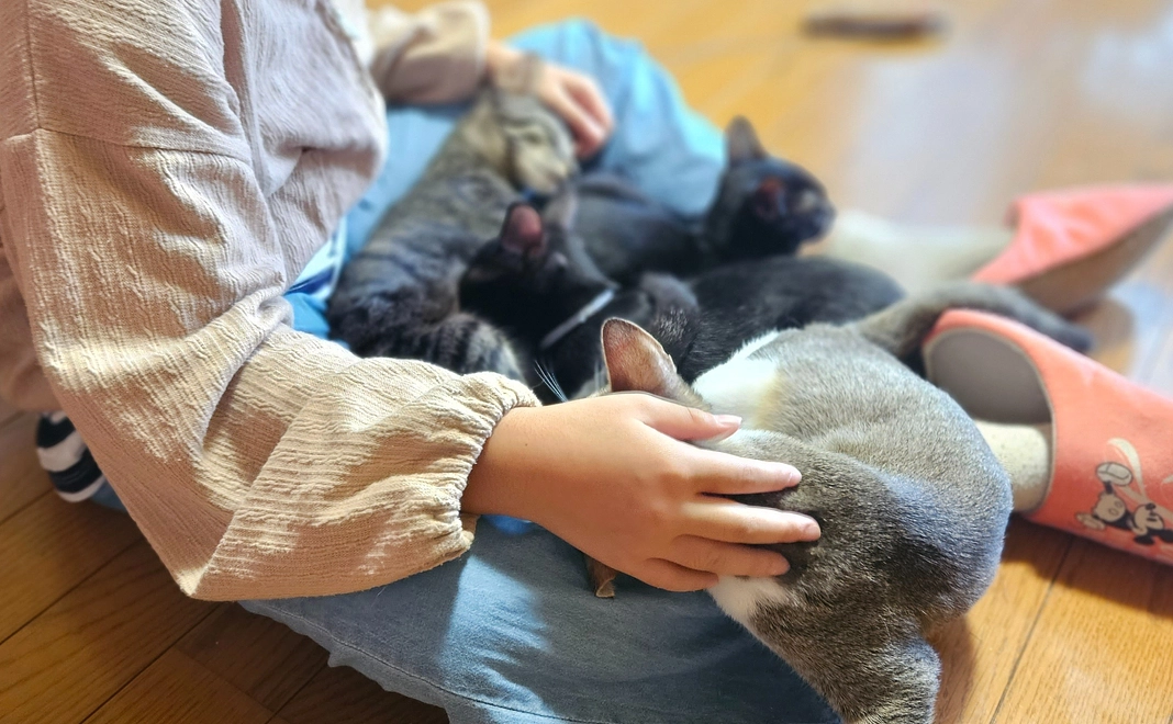 ②　①と「ねこのへや」ご招待