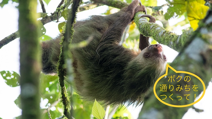 「なまけものの通りみち」となる生物回廊農園を共に作り育てましょう!