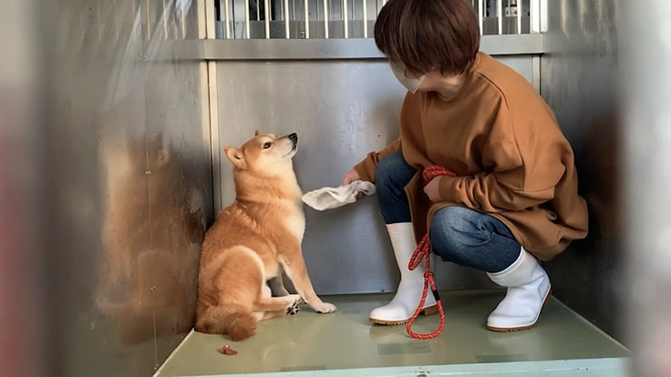 聞こえる犬猫達のSOS。一刻を争う保護ハウス開設にご支援を 6枚目