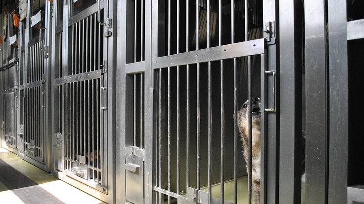 聞こえる犬猫達のSOS。一刻を争う保護ハウス開設にご支援を 10枚目