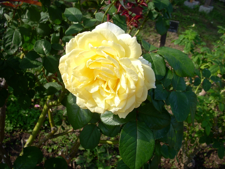 Ｍ.Ｎ様に捧げる！(。・ω・。)ゞ　感謝の画像！