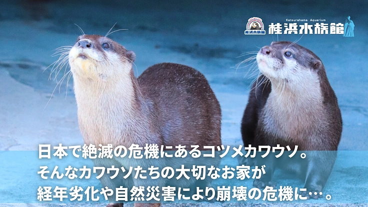 桂浜水族館|カワウソ舎、なんか変えるで大作戦!!!! 2枚目