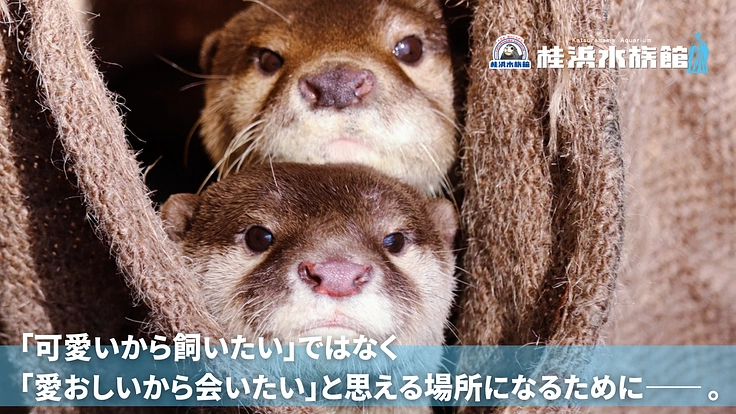 桂浜水族館|カワウソ舎、なんか変えるで大作戦!!!! 5枚目