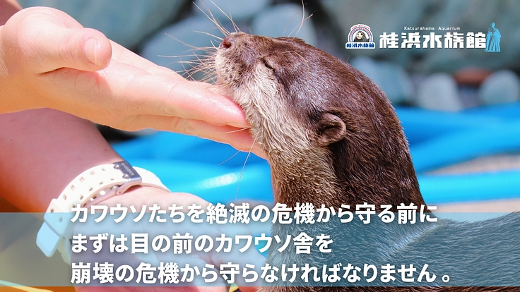 桂浜水族館|カワウソ舎、なんか変えるで大作戦!!!! 3枚目