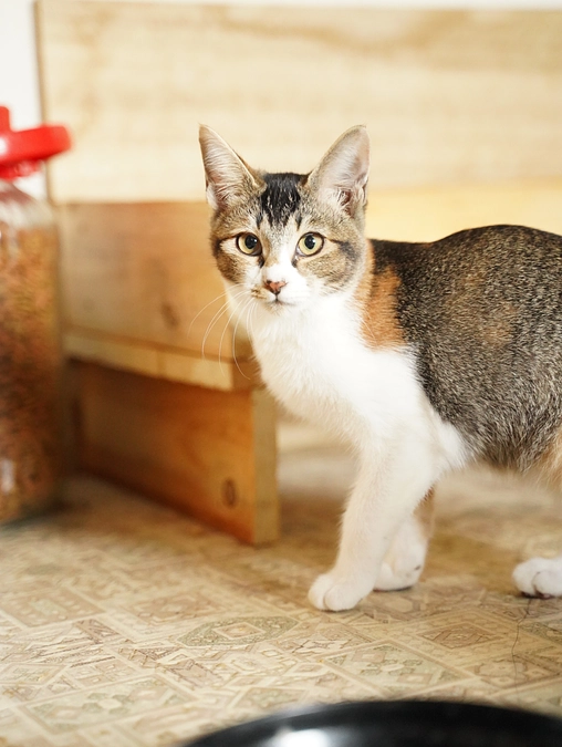 新しい家族の元へ