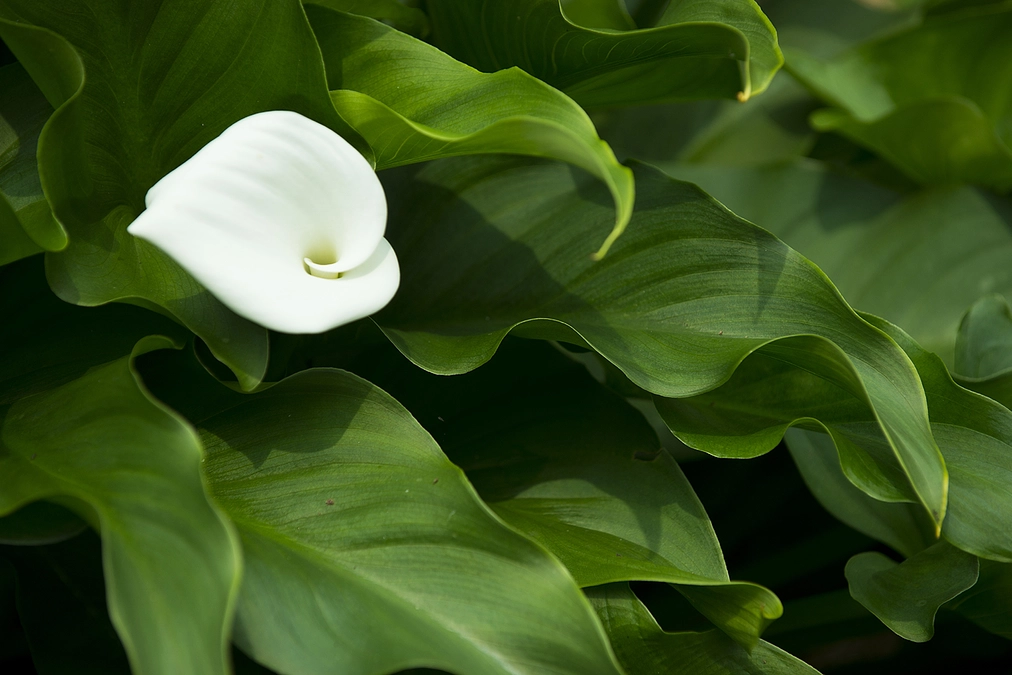 撮影の流れと私たちの思い