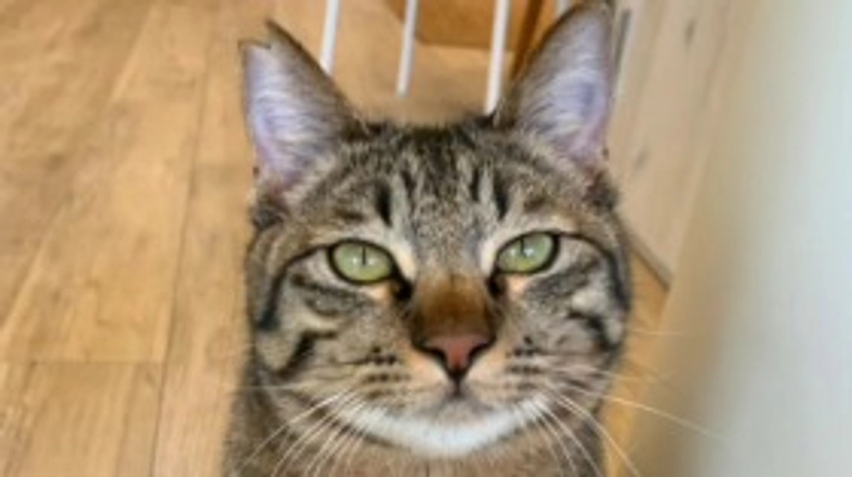 あくびくん10/27正式譲渡決定！！