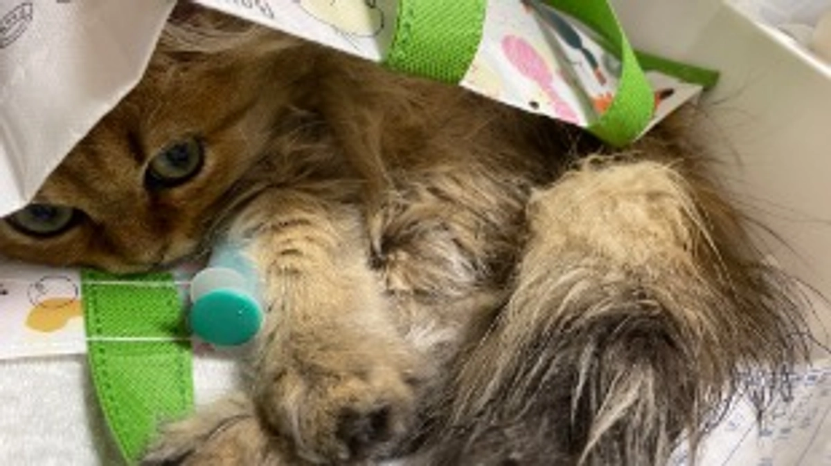 今日はしっかりご飯！