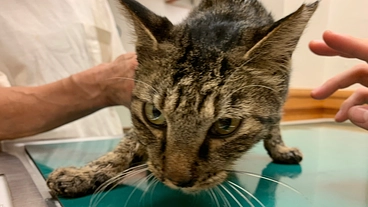 交通事故にあった野良猫ちゃんにご飯を自力で食べさせてあげたい のトップ画像