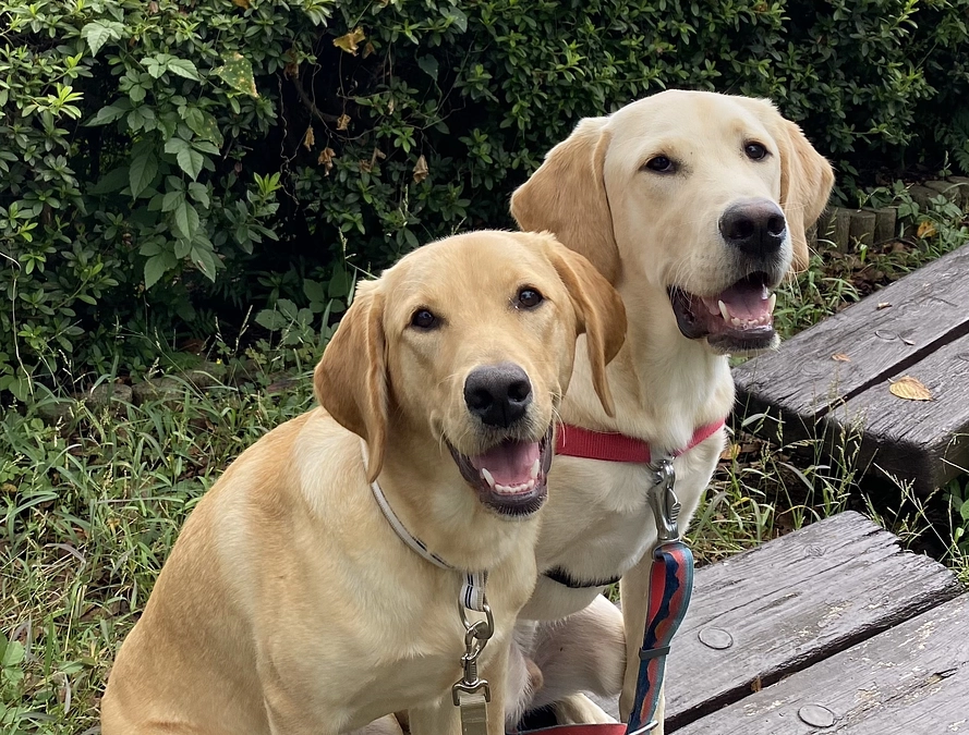 育成事業のご報告とファシリティドッグ育成基金2023開始のお知らせ