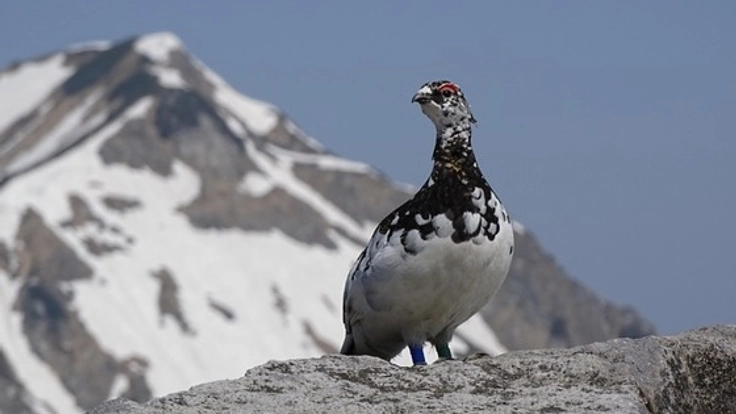 残そうニホンライチョウ！絶滅の危機にあるライチョウを救いたい