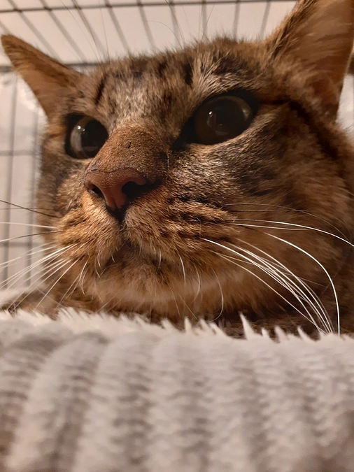 【凪君】の検査の報告