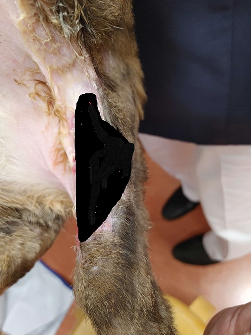 入院中のぶちの傷の状況、今後の治療について