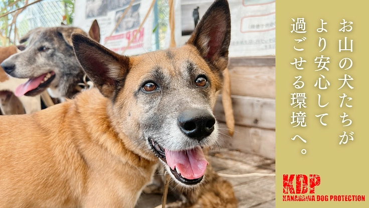 KDP｜危険な状態が続くウッドデッキを修繕しお山の犬に安全な環境を