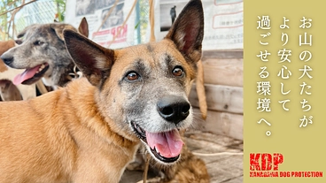 KDP｜危険な状態が続くウッドデッキを修繕しお山の犬に安全な環境を のトップ画像