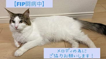 【FIP闘病中】メロディを応援して下さい！ のトップ画像