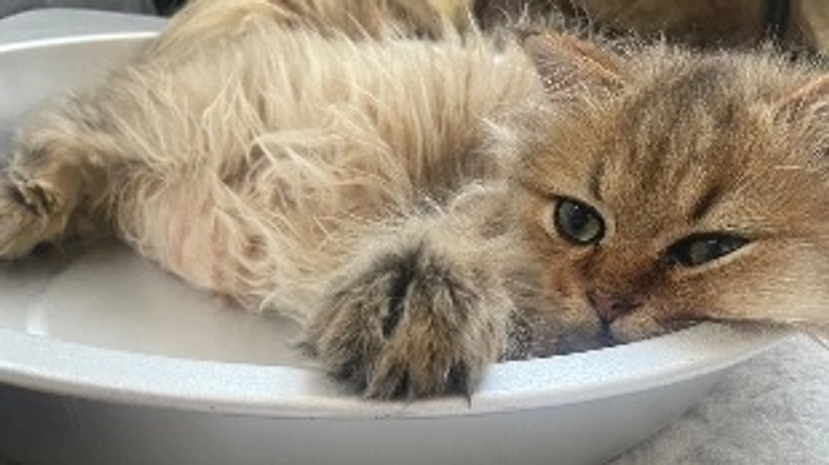 むぎのもふもふ