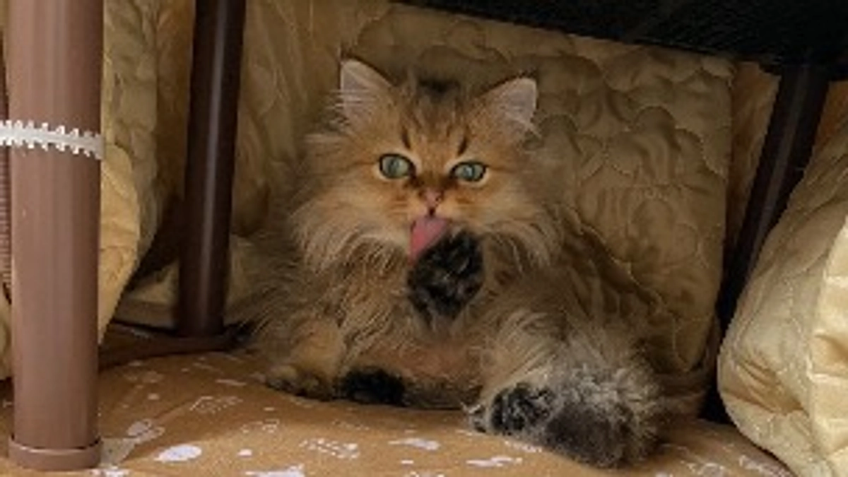 体重が増えました！