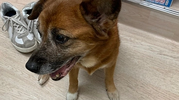 犬猫がより良く暮らせるための生活費や医療費を支えてください のトップ画像