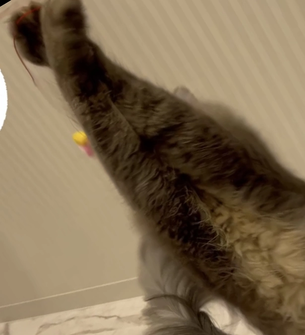 投薬65日目　スーパーな仲間になったにゃ