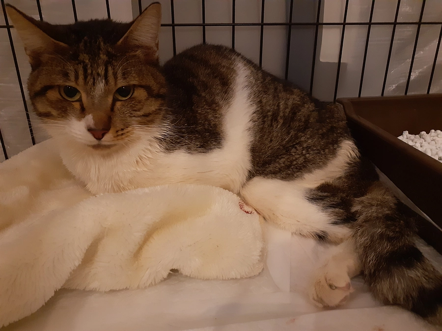 保健所より下半身不随の【ふうま君】お迎えしました。