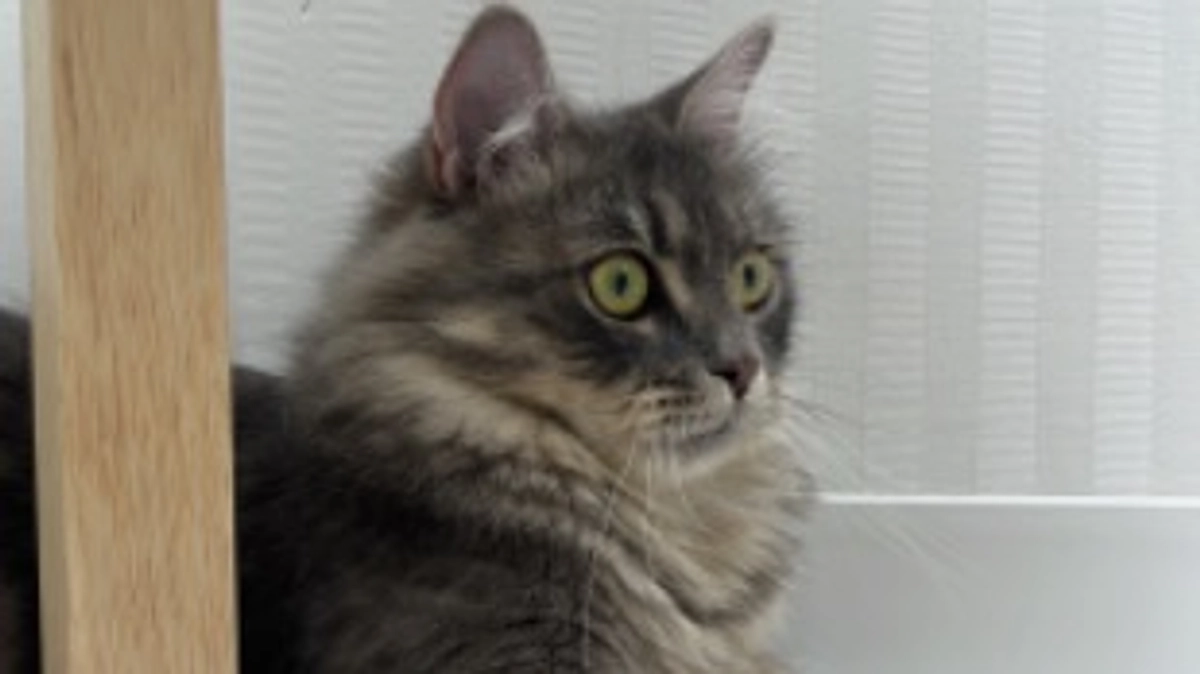 投薬66日目　ロアの体調について