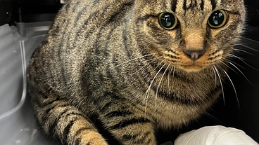 保護猫ピギャーくんをこれからも歩けるようにしたい のトップ画像