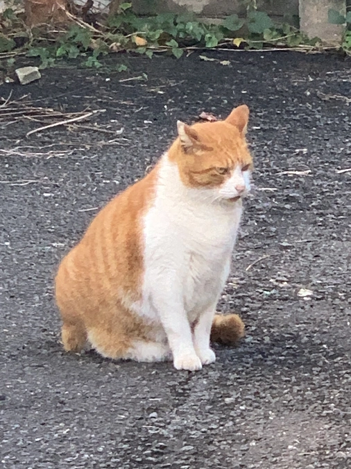 ノラクロ部隊の晩ごはん🍚11月7日。
