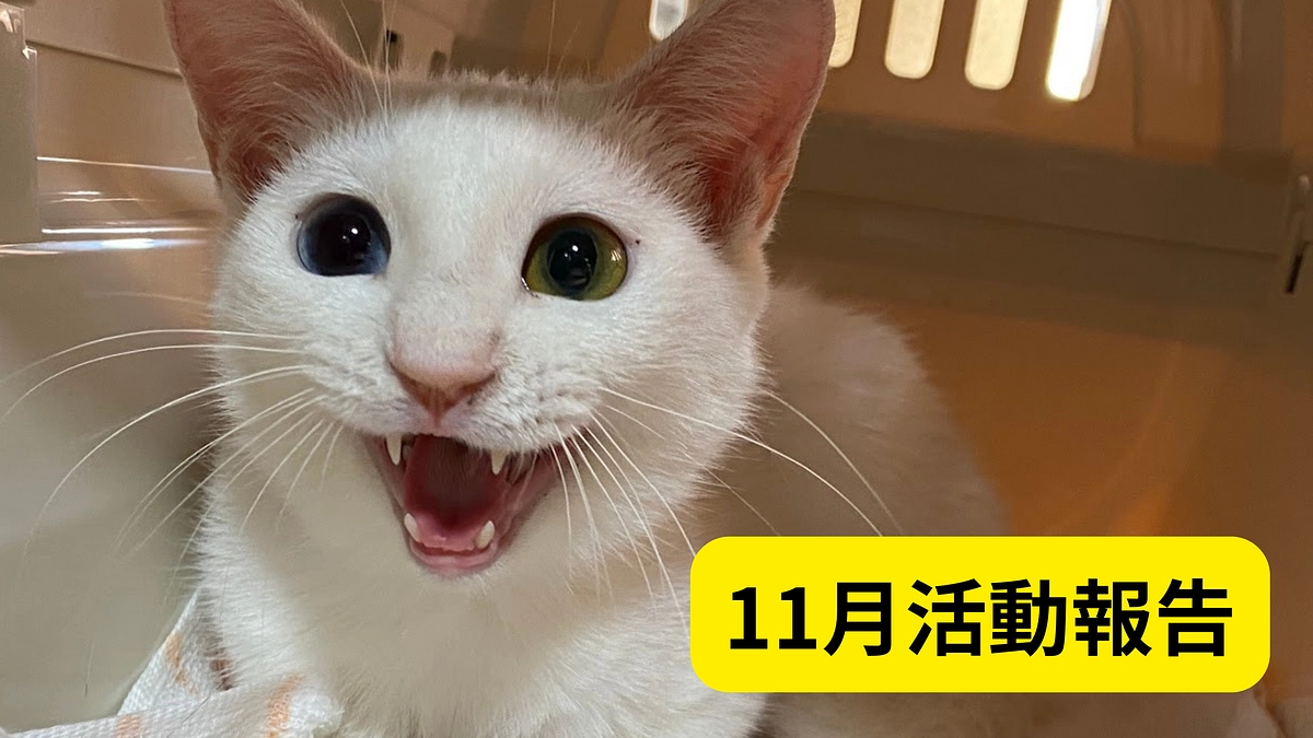 【11月活動報告】感謝の気持ちと新玉にゃんこの写真報告