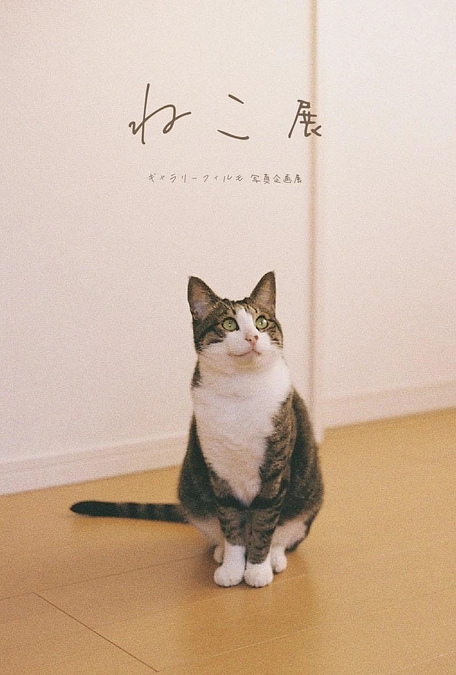猫写真展のお知らせ「ねこ展」