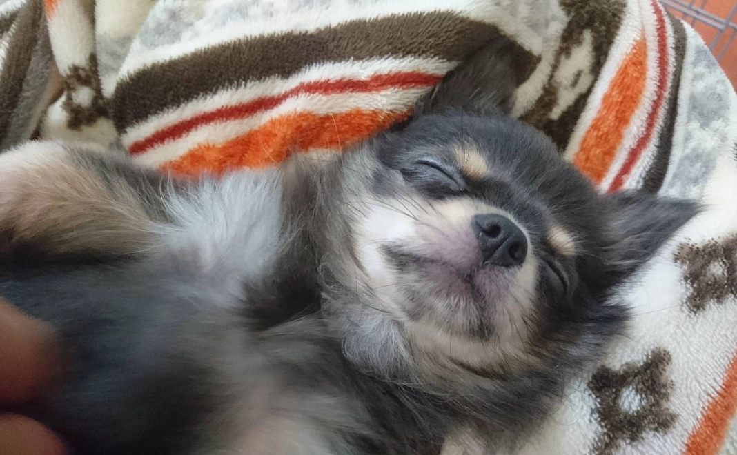 くまもんへのご支援⑪(リターン不要の方)