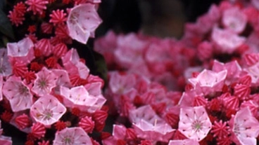 子ども食堂　カルミアの創業資金 のトップ画像