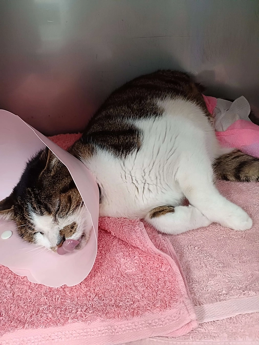 入院中のぶちの様子と手術の結果について